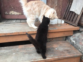 Любимая кошатинка  - IMG_4631.JPG