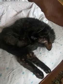 Я потеряла своего питомца  - WP_20190101_12_06_35_Pro.jpg