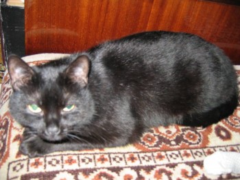 Мурзик, до болезни