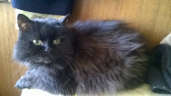 Кузя, кошка, сейчас.