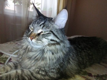 Любимая кошатинка  - IMG_20180515_190751.jpg