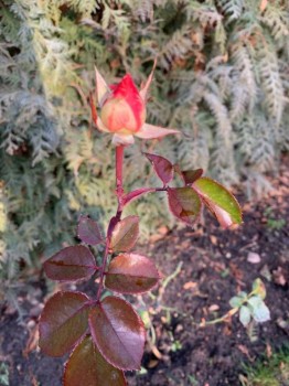 Наши цветы 2 - IMG-20190119-WA0000.jpg