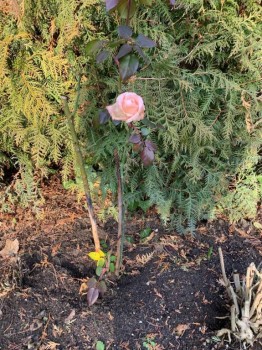 Наши цветы 2 - IMG-20190119-WA0001.jpg