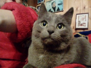 Любимая кошатинка  - IMG_20190124_193814.jpg