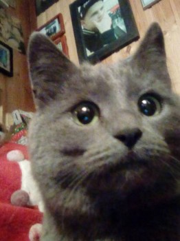 Любимая кошатинка  - IMG_20190124_193640.jpg