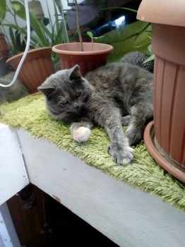 Любимая кошатинка  - IMG_20190125_132329.jpg