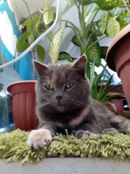 Любимая кошатинка  - IMG_20190125_132347.jpg