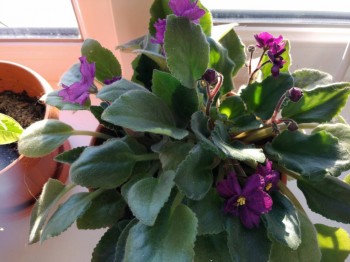 Наши цветы 2 - IMG_20190119_160636.jpg