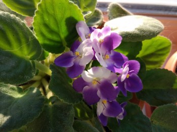 Наши цветы 2 - IMG_20190119_160714.jpg