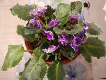 Наши цветы 2 - IMG_20190115_215440.jpg