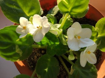 Наши цветы 2 - IMG_20190119_160743.jpg