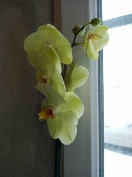 Наши цветы 2 - DSCN9918.JPG