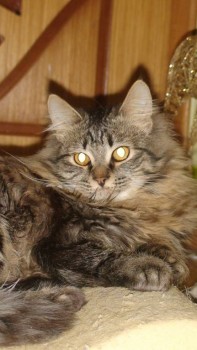 У меня теперь три-кота-ж  - DSC05107.JPG