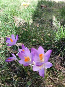 В субботу уже расцвели всякие флоксы-подснежники.