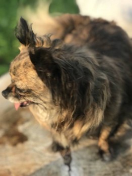 моя Фанечка(булочка)бедолага