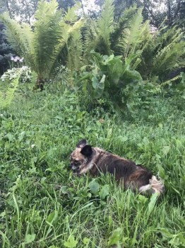 Если животное заболело - что делать? - IMG_3801.JPG