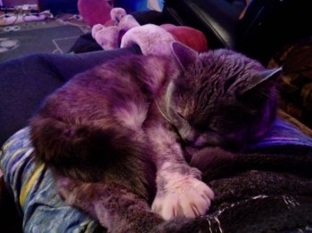 Любимая кошатинка  - IMG_20190302_194924.jpg