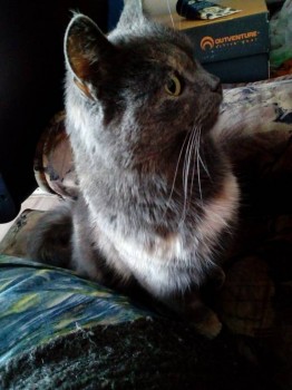 Барбос приближается)))