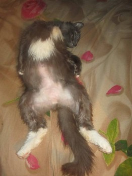 Любимая кошатинка  - м.jpg