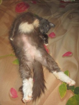 Любимая кошатинка  - м1.jpg