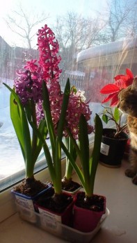 Любимая кошатинка  - К1.jpg