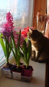 Любимая кошатинка  - К3.jpg