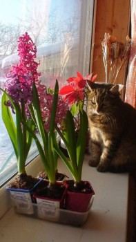 Любимая кошатинка  - К2.jpg