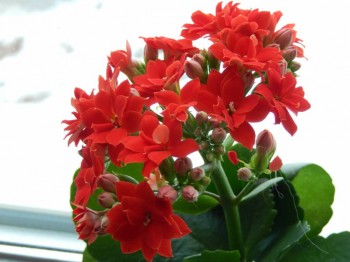 Наши цветы 2 - DSCN0122.JPG