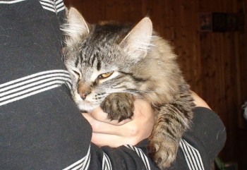 Любимая кошатинка  - DSC05144.JPG