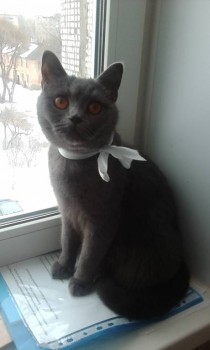 Любимая кошатинка  - IMG_20190316_082910.jpg