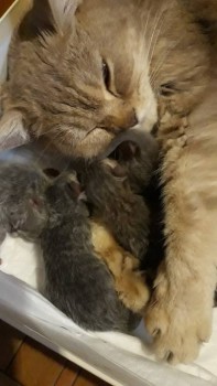 Любимая кошатинка  - 20190317_162701.jpg