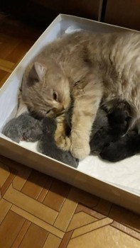 Любимая кошатинка  - 20190317_162645.jpg