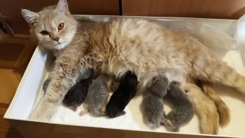 Любимая кошатинка  - 20190318_135909.jpg