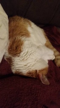 Они прекрасны и удивительны Из жизни животных. - 1552941512209-2142384232.jpg