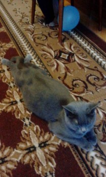 Любимая кошатинка  - IMG_20190320_075321.jpg