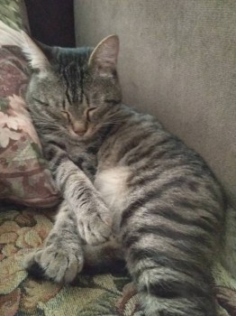 Любимая кошатинка  - IMG_20190322_112131_HHT.jpg