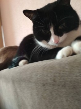 Любимая кошатинка  - IMG_20190322_123204.jpg