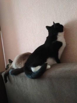 Любимая кошатинка  - IMG_20190322_123144.jpg