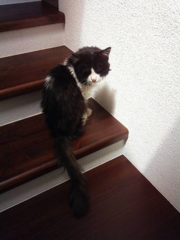 Я потеряла своего питомца  - sFyVBoem0EQ.jpg