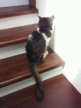 Я потеряла своего питомца  - ZtQBxbP0Zn8.jpg