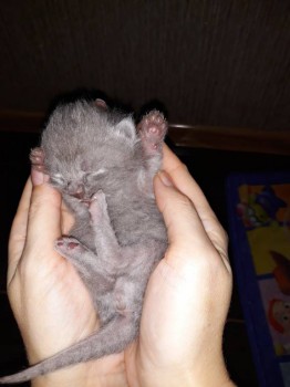 Любимая кошатинка  - 20190325_155415.jpg