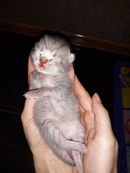 Любимая кошатинка  - 20190325_155321.jpg