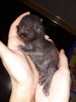 Любимая кошатинка  - 20190325_155216.jpg