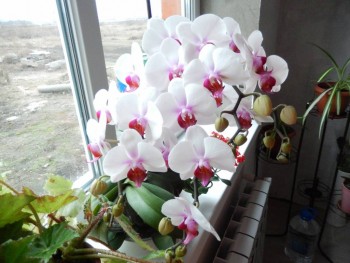 Наши цветы 2 - DSCN0512.JPG