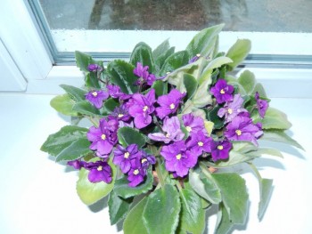 Наши цветы 2 - DSCN0508.JPG