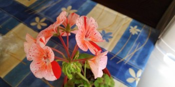 Наши цветы 2 - IMG_20190326_072259.jpg