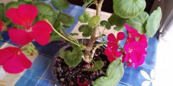 Наши цветы 2 - IMG_20190326_072339.jpg