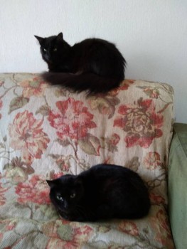 Любимая кошатинка  - IMG_20190410_103526.jpg