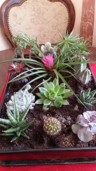 Комнатные цветущие растения кроме орхидей . - 20190410_132437.jpg