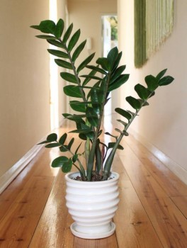 Комнатные цветущие растения кроме орхидей . - image (2).jpg